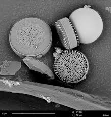 Diatoms in their marine environment