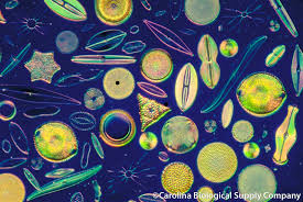 Diatom species 1