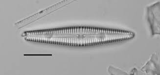 Diatom species 4
